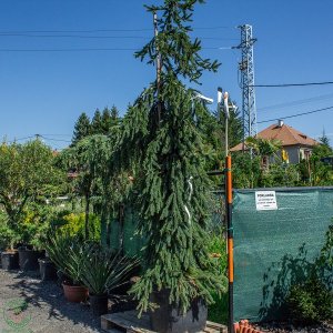Smrek obyčajný (Picea abies) ´INVERSA PENDULA´– výška 300-350 cm, kont. C180L